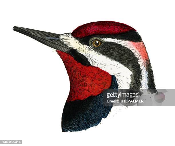red-naped sapsucker bird head watercolor lithograph 1874 - galapagos finch stock illustrations