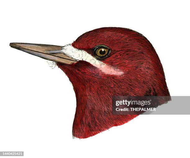 red-breasted sapsucker bird head watercolor lithograph 1874 - sapsucker stock illustrations