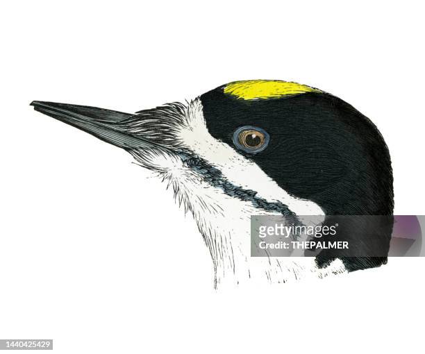 black-backed woodpecker bird head watercolor lithograph 1874 - galapagos finch stock illustrations