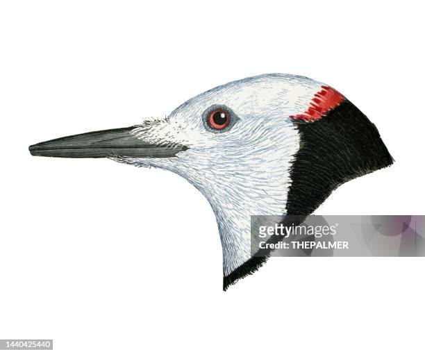 white-headed woodpecker bird head watercolor lithograph 1874 - galapagos finch stock illustrations