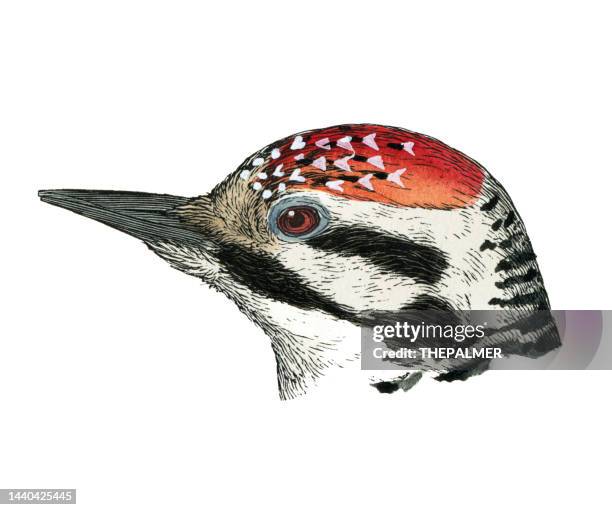 ladder-backed woodpecker bird head watercolor lithograph 1874 - galapagos finch stock illustrations