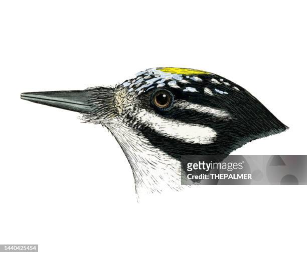 american three-toed woodpecker bird head watercolor lithograph 1874 - galapagos finch stock illustrations