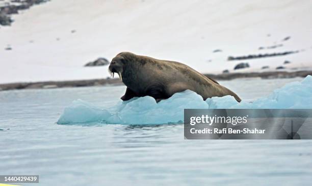 svalbard walrus - ジュゴン ストックフォトと画像