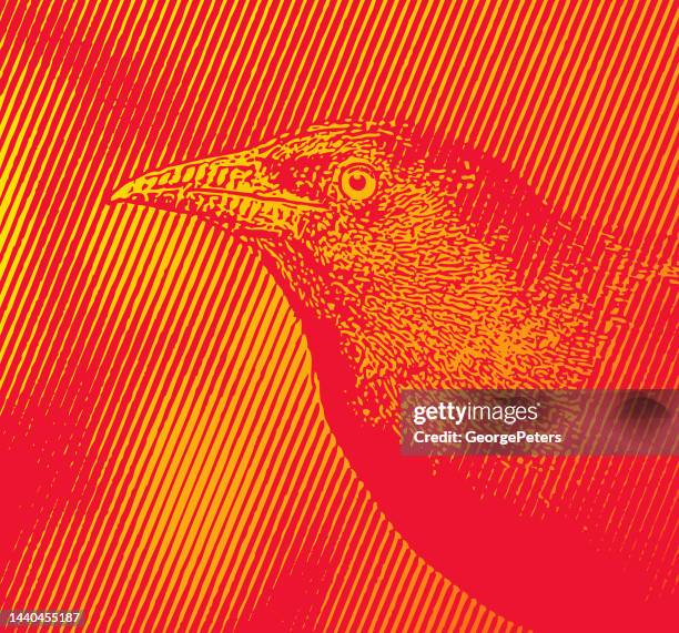 common grackle head - common blackbird stock illustrations