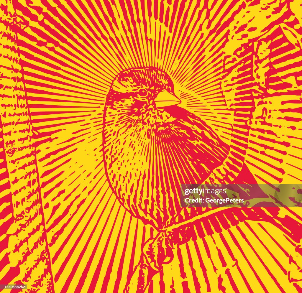 Sparrow Perching on branch