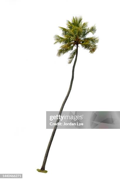 palm tree against white background - coconut isolated stock pictures, royalty-free photos & images