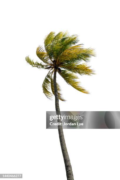 coconut palm tree with strong wind - palm tree leaves stock pictures, royalty-free photos & images