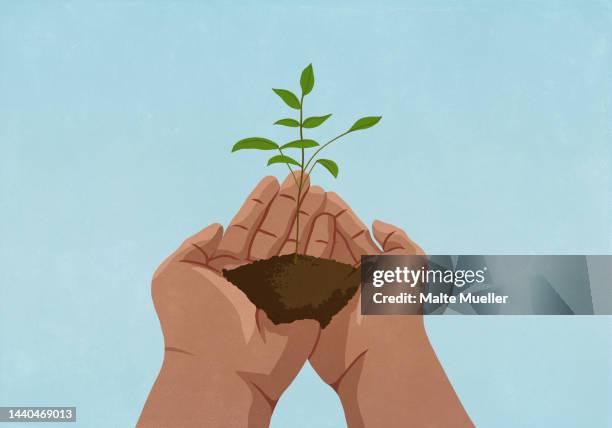 close up hands cupping sapling growing in soil - schössling stock-grafiken, -clipart, -cartoons und -symbole