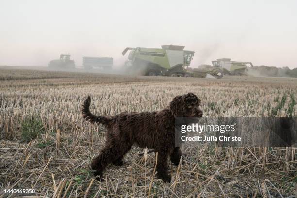 cute barbet dog in rural farm field with combine harvester - barbet photos et images de collection