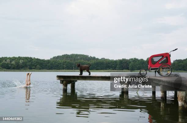 dog watching girl diving into lake from dock - mecklenburg vorpommern imagens e fotografias de stock