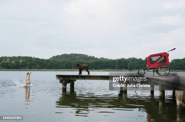 dog watching girl diving into lake from dock - mecklenburg vorpommern - fotografias e filmes do acervo