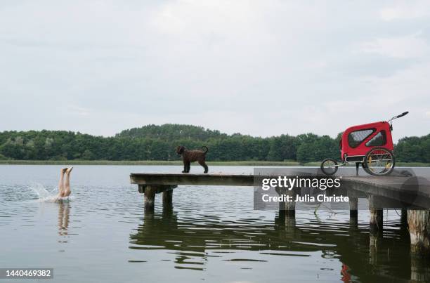 dog watching girl diving into lake from dock - mecklenburg vorpommern 個照片及圖片檔