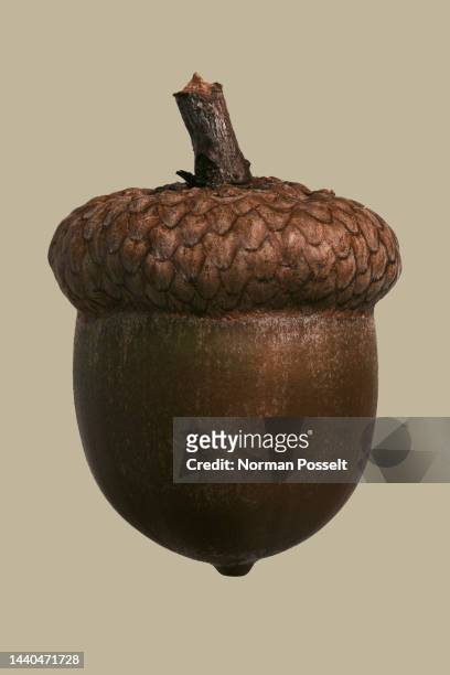 close up still life textured brown acorn - acorn stock pictures, royalty-free photos & images