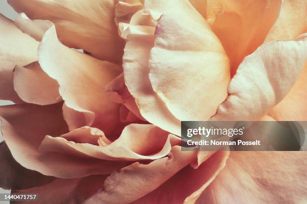 full frame peach colored rose petals - peach tranquility stock pictures, royalty-free photos & images