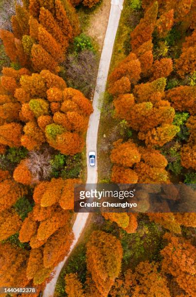 drone point view of a car is driving on the asphalt road amidst metasequoia trees in autumn - november stockfoto's en -beelden