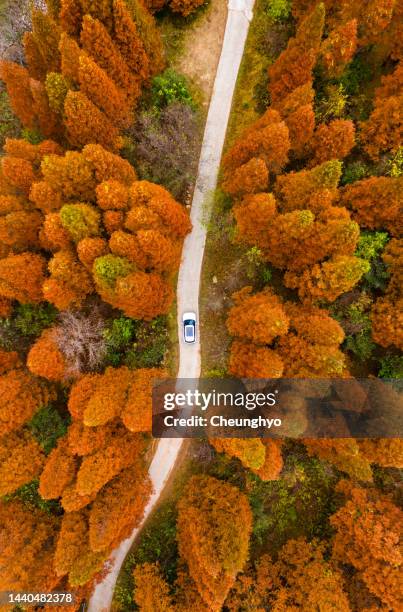 drone point view of a car is driving on the asphalt road amidst metasequoia trees in autumn - november landscape stock pictures, royalty-free photos & images