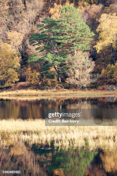 Ross Reed Scotland 1,147 Ross Reed Stock Photos, High-Res Pictures, and Images - Getty Images