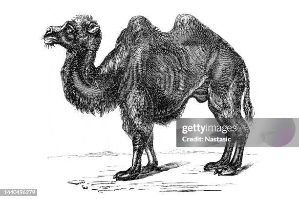 wild bactrian camel (camelus ferus) - the wild bactrian camel stock illustrations