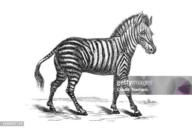 stockillustraties, clipart, cartoons en iconen met zebra - zebra