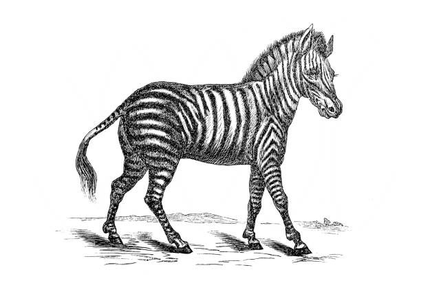 zebra - zoo art stock illustrations