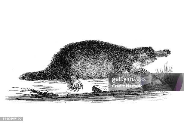 the brown platypus - platypus tail stock illustrations