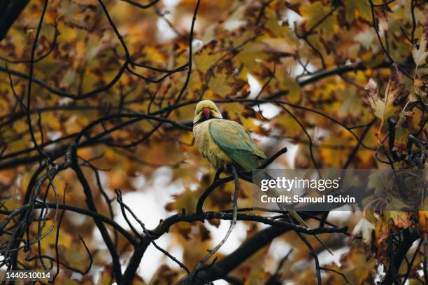 a collared parakeet in a tree in autumn - collared parakeet stock pictures, royalty-free photos & images