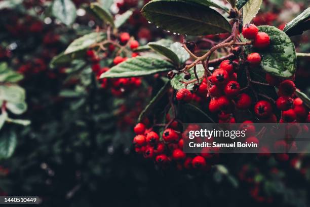 close-up of a cotoneaster shrub filled with red berries - cotoneaster horizontalis stock pictures, royalty-free photos & images