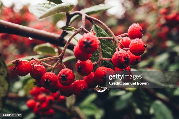 close-up of a cotoneaster shrub filled with red berries - cotoneaster horizontalis stock pictures, royalty-free photos & images