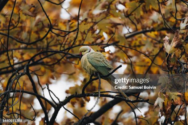 a collared parakeet in a tree in autumn - collared parakeet stock pictures, royalty-free photos & images