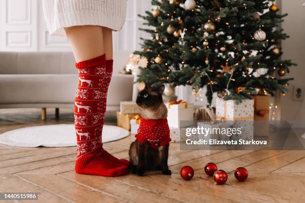 affectionate siamese cat pet in christmas clothes rubs against the feet of the owner in red socks on the wooden floor near the decorated christmas tree in a cozy room at home in december in winter on holiday - katze karton stock-fotos und bilder