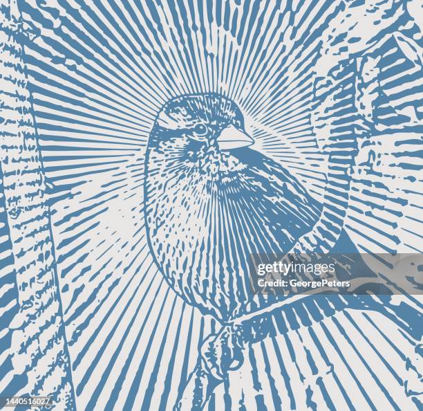 sparrow perching on branch - sparrow vector stock illustrations