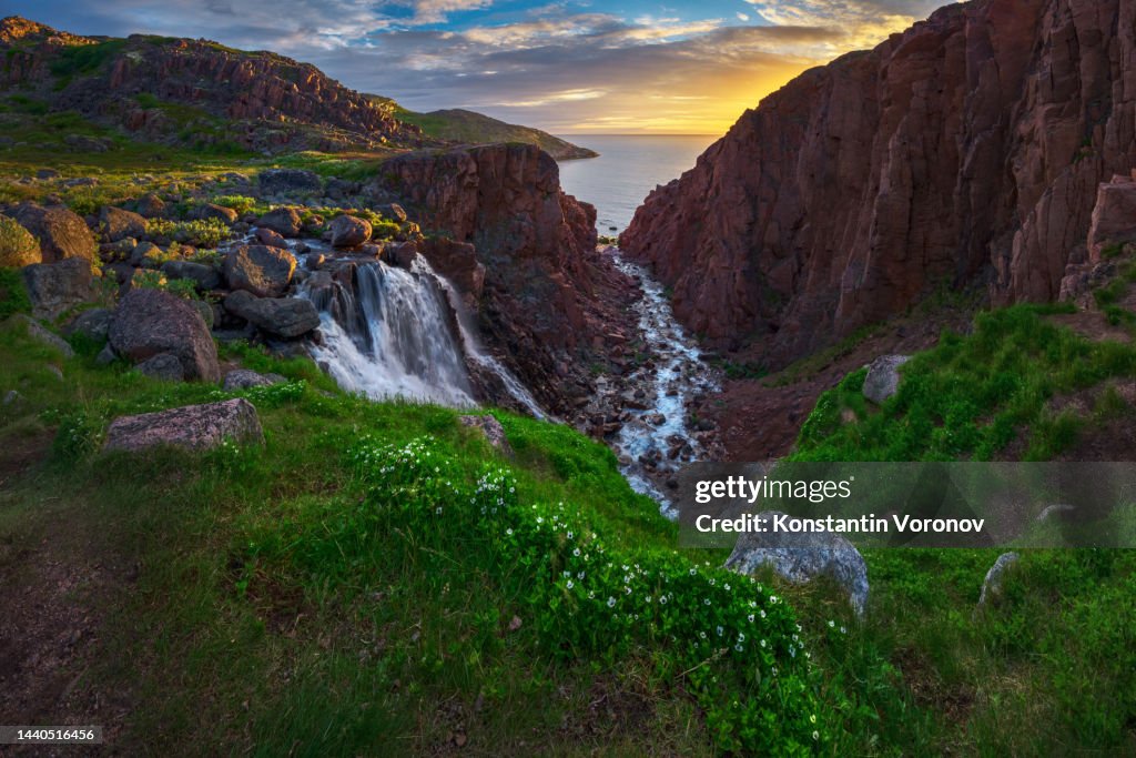 Spring in the Far North. Waterfall, water flowing into the Arctic Ocean, Barents Sea. Flowers bloom in the foreground. Beautiful sunset sky.