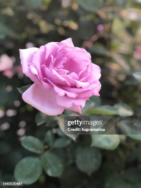 close-up a pink rose at forest - rosa violette parfumee photos et images de collection