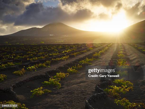 vineyards in la geria on lanzarote - volcanic terrain stockfoto's en -beelden
