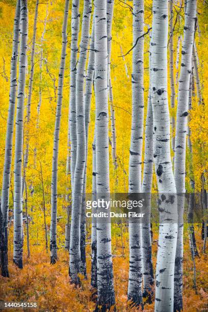 aspen grove with striking white tree trunks - betulla foto e immagini stock