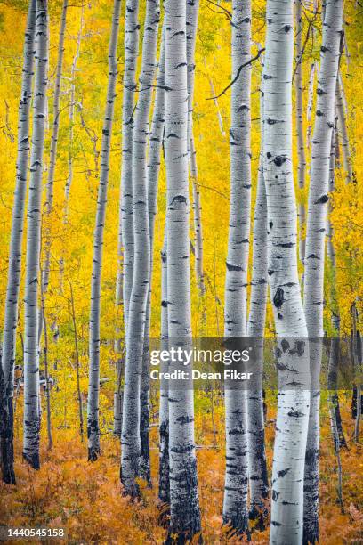 aspen grove with striking white tree trunks - birch tree stock pictures, royalty-free photos & images