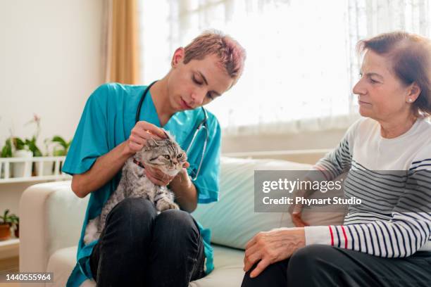 young male veterinarian visiting  cat at home and examining her - hairy cat stock pictures, royalty-free photos & images