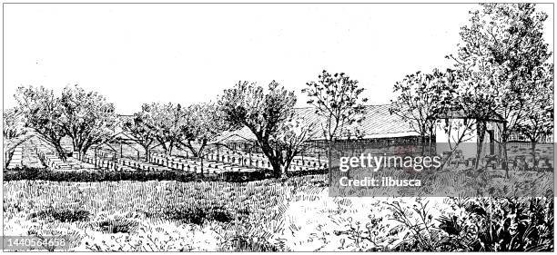 antique image: agriculture in tunisia, apiary - beekeeper stock illustrations