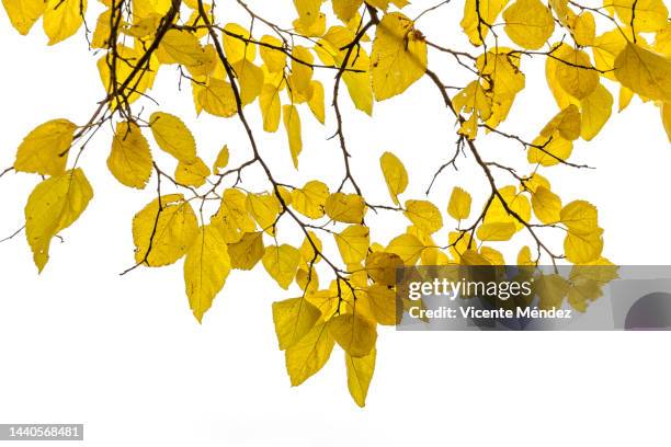 leaves and branches in autumn - twig fotografías e imágenes de stock