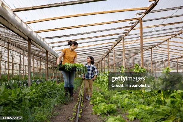 mother and son picking up the produce at their vegetable garden - southern european descent stock pictures, royalty-free photos & images