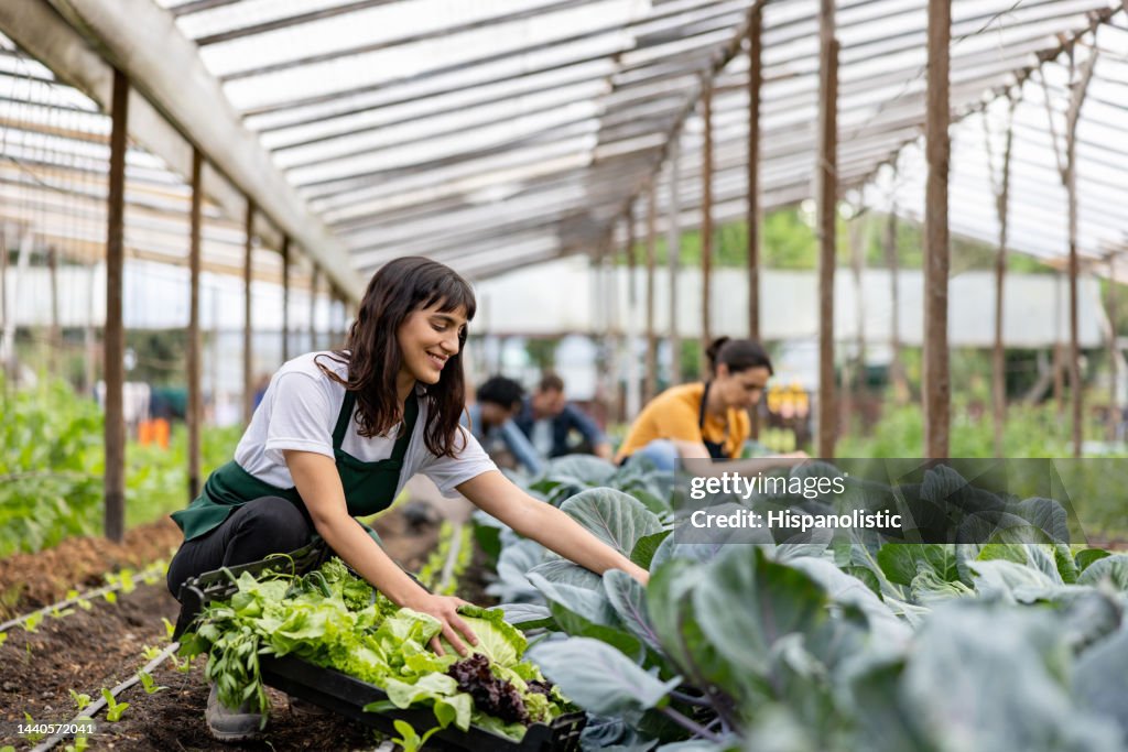 Workers working at an organic farm cultivating green vegetables