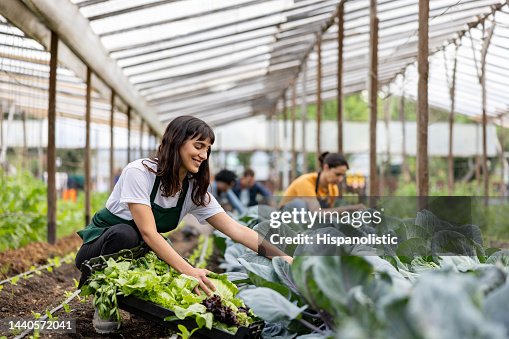 Workers working at an organic farm cultivating green vegetables Workers working at an organic farm cultivating green vegetables