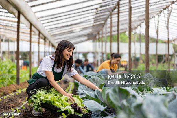 workers working at an organic farm cultivating green vegetables - homegrown produce 個照片及圖片檔