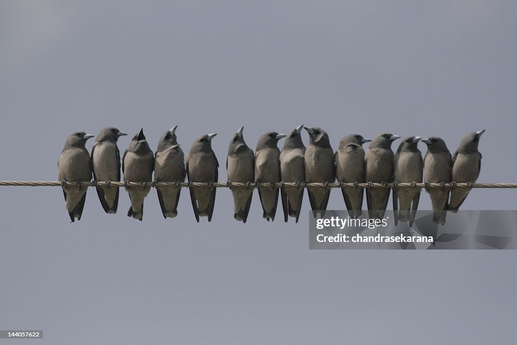 Ashy Woodswallow