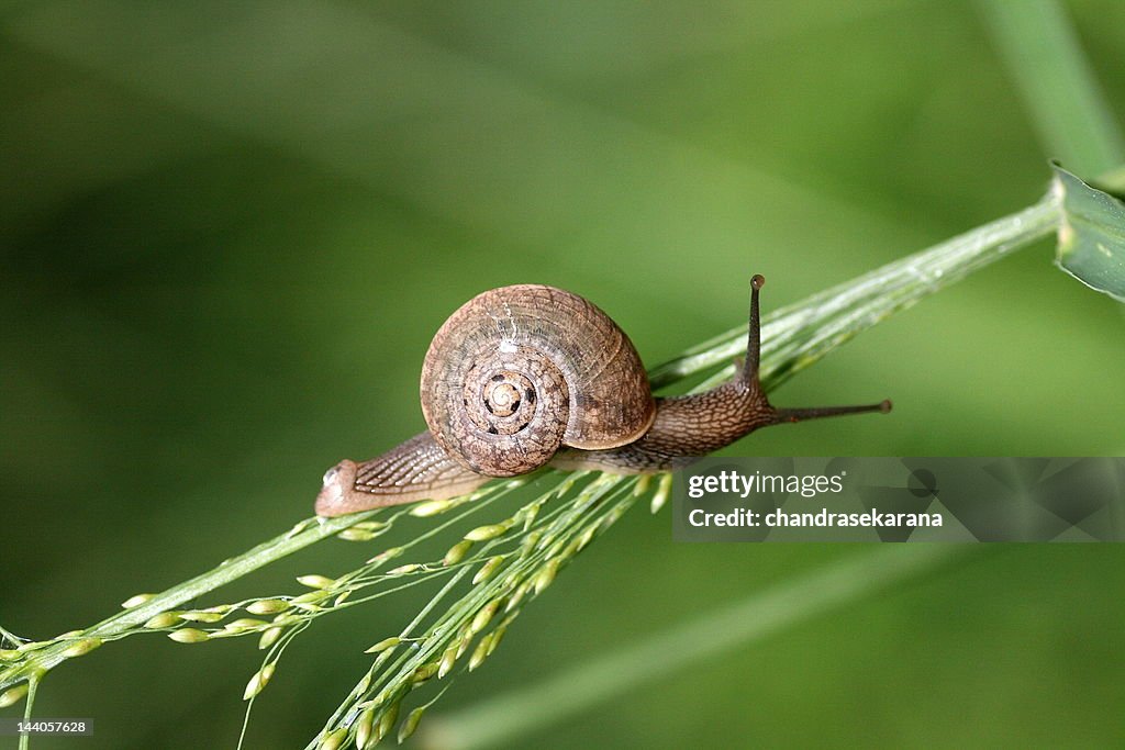 Snail