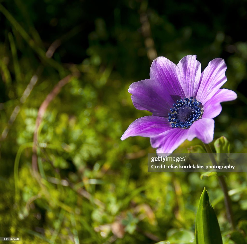 Anemone in bloom