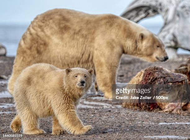 polar bear cub with mother - bear cub stock-fotos und bilder