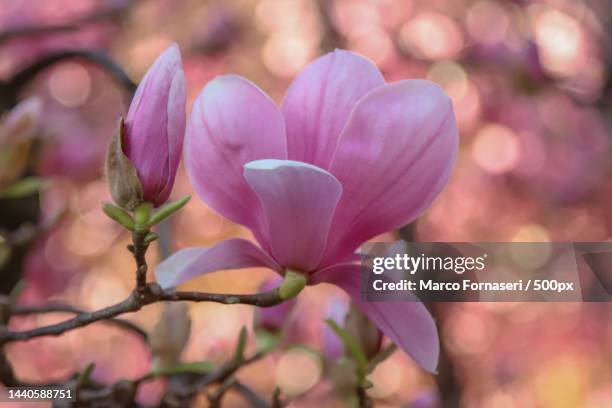 close-up of pink flowering plant,rho,lombardia,italy - magnolia stock-fotos und bilder