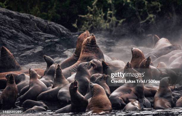 close-up of sea lions - lion de mer photos et images de collection