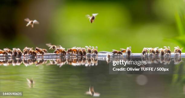 close-up of insects flying over lake,france - plage stock-fotos und bilder